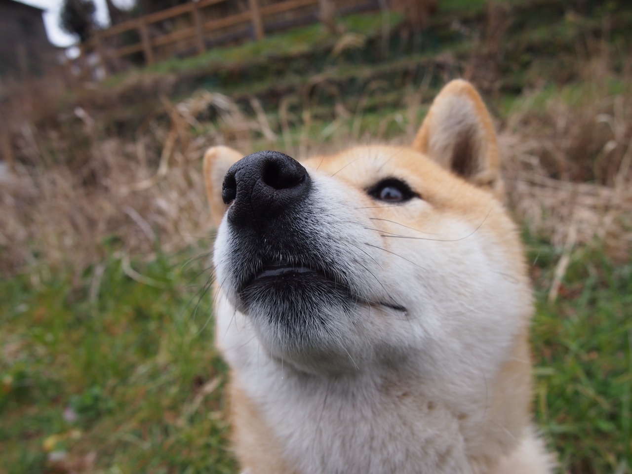 公牛签下发展联盟盖帽王,主帅看好其潜力,nba公牛2021