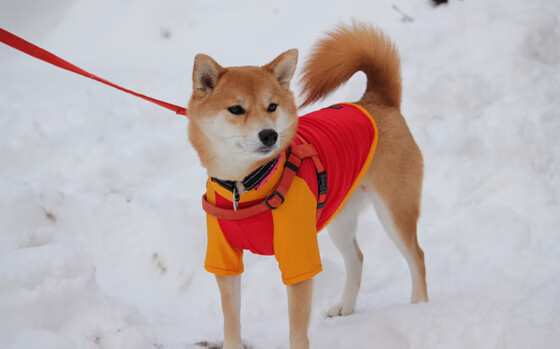 明日方舟“未来守护者”明星争霸赛正式开启,明日方舟综艺