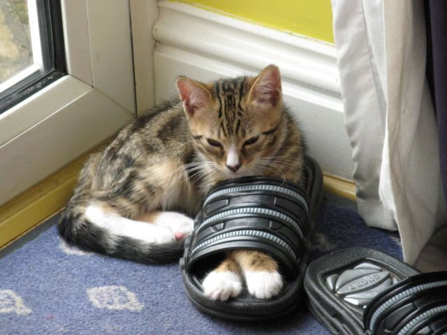 炉石传说 职业赛事精彩不断，炉石传说赛事视频