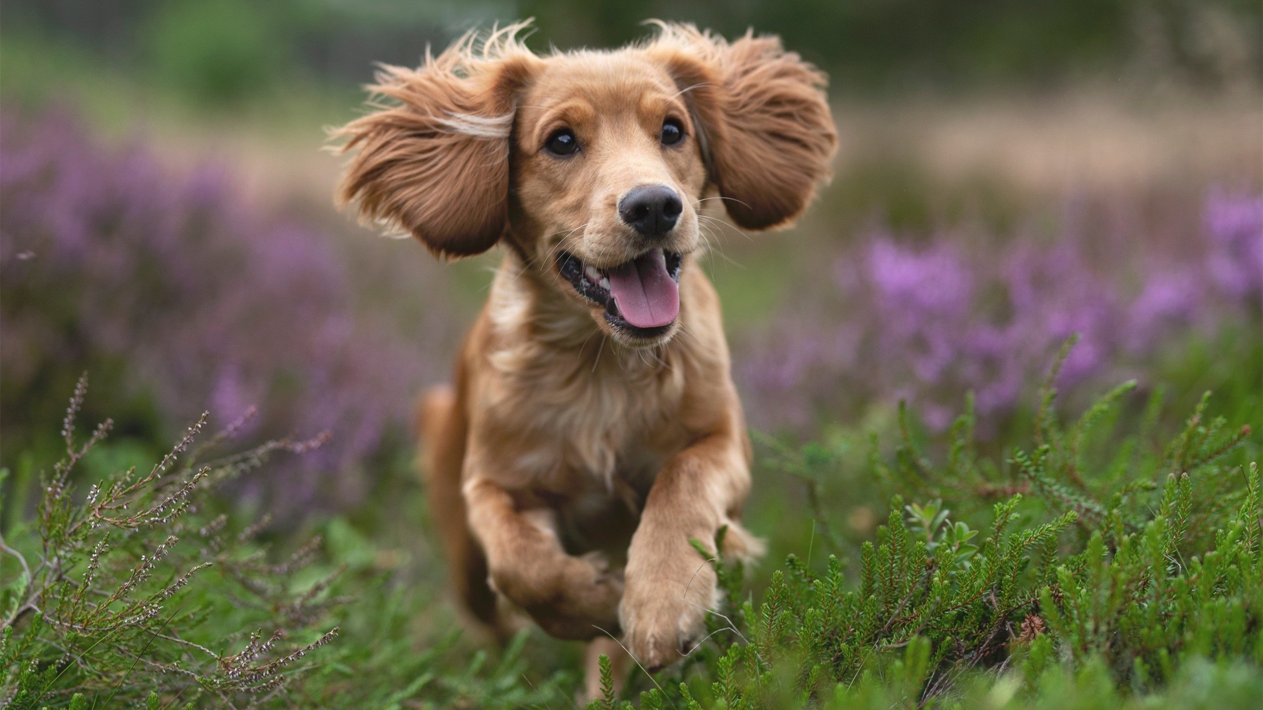 高校足球队展现强大实力，赢得大赛冠亚军，高校足球联赛