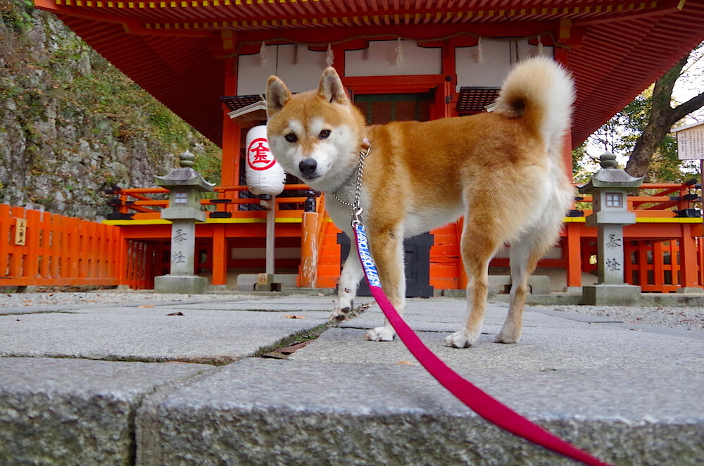 中超联赛的俱乐部运营策略分析实施方案实施,中超俱乐部管理体制
