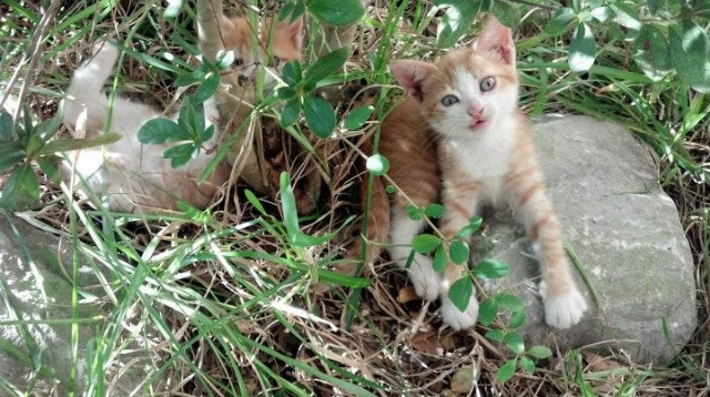 俄罗斯女足后卫接连连续断球,展现出色防守!,俄罗斯女足主教练