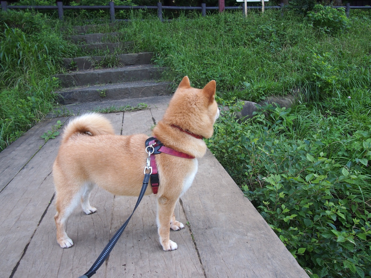 匈牙利意外战胜克罗地亚,欧洲杯夺冠望志在必得