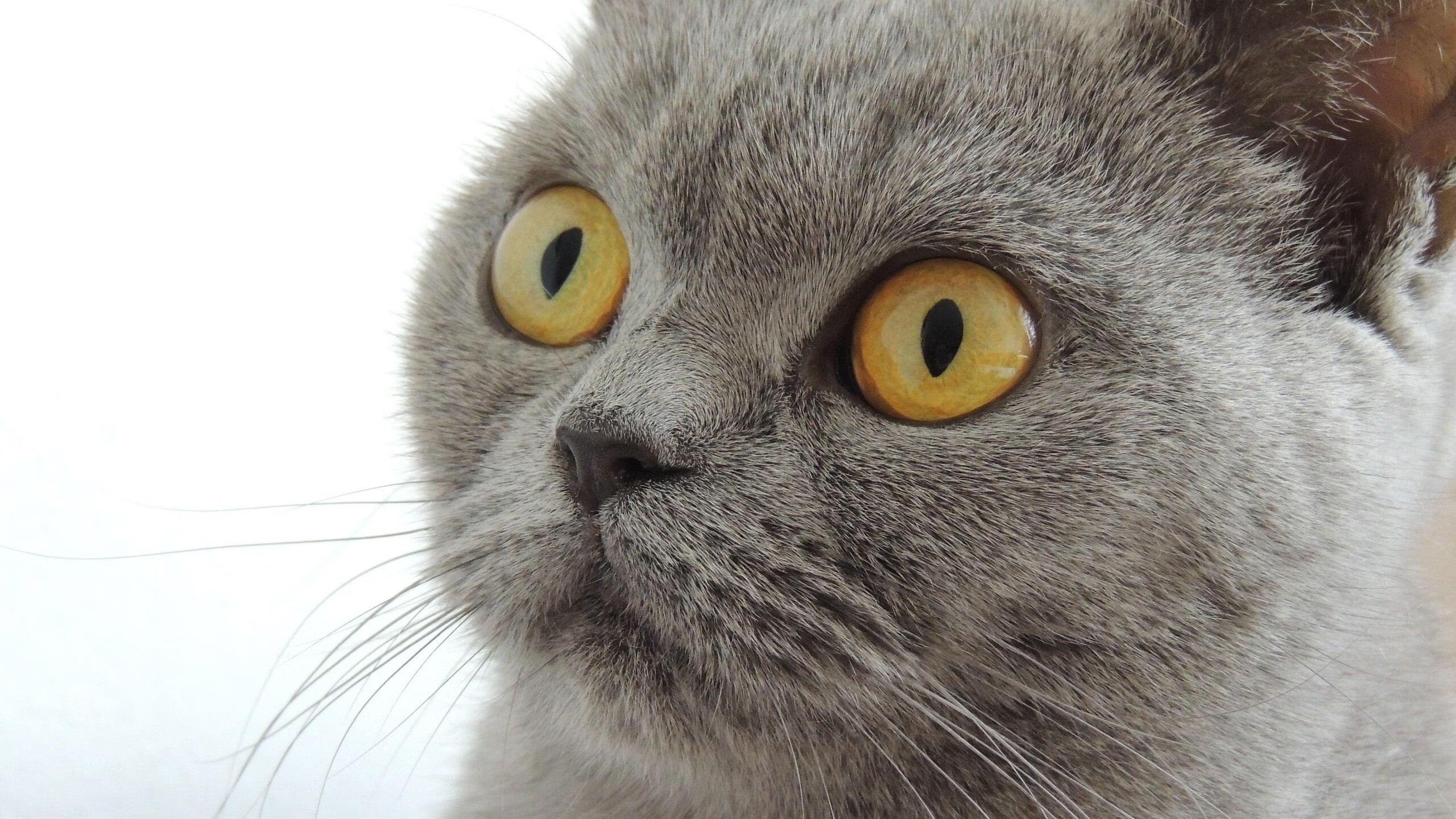 匈牙利意外战胜克罗地亚,欧洲杯夺冠望志在必得