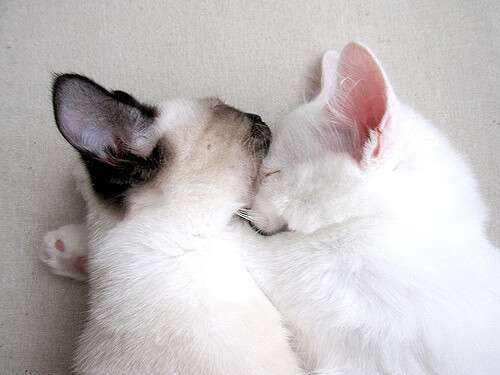 匈牙利队士气高涨，备战欧洲杯预选赛，匈牙利足球欧洲杯预选赛战绩